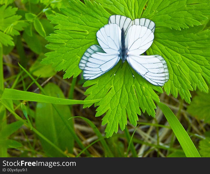 The image of butterflies on a bush. The image of butterflies on a bush