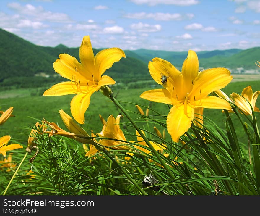 Lilies grow on declivity of the mountain. Lilies grow on declivity of the mountain