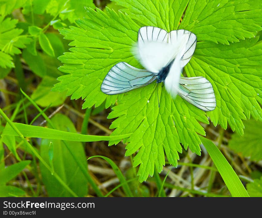 The image of butterflies on a bush. The image of butterflies on a bush