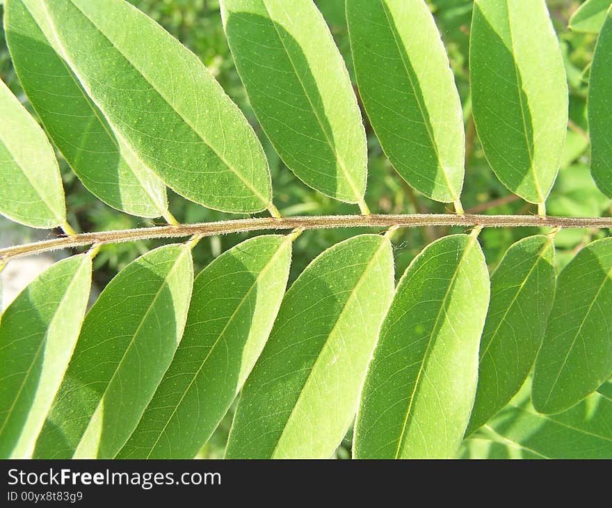 Close up of the acacia leaves.