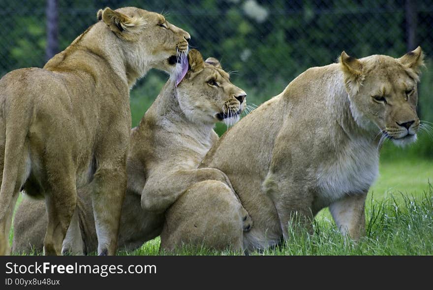 A trio of lions cleaning each other