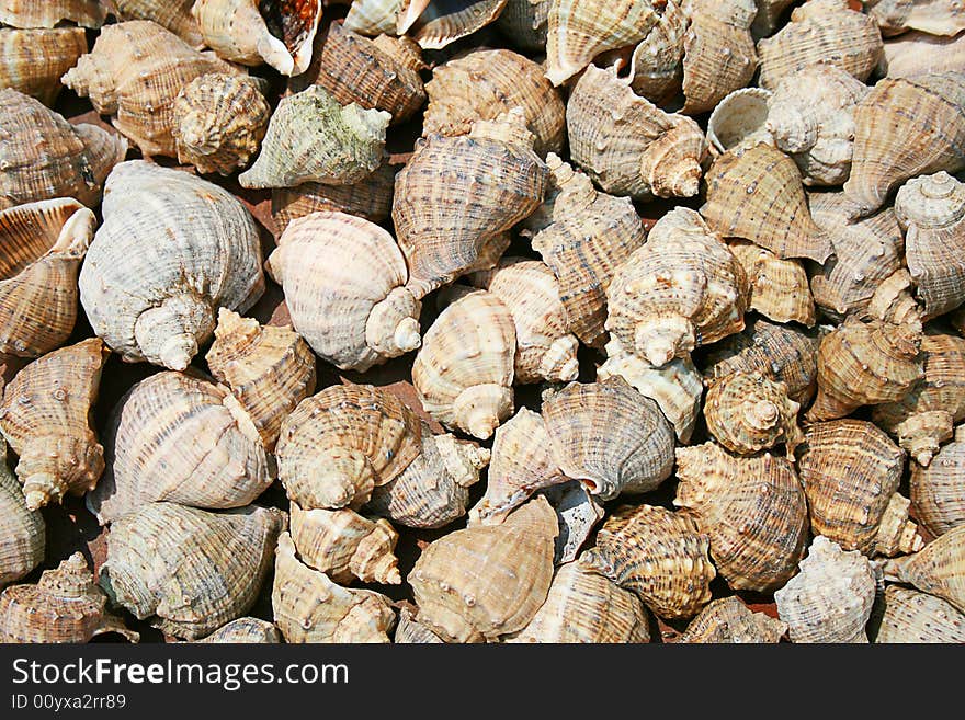 More marine shells is strewed on a dark background