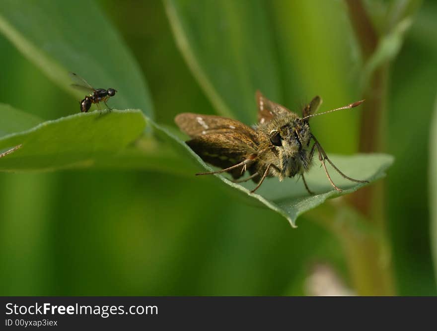 Butterfly And Its Friend