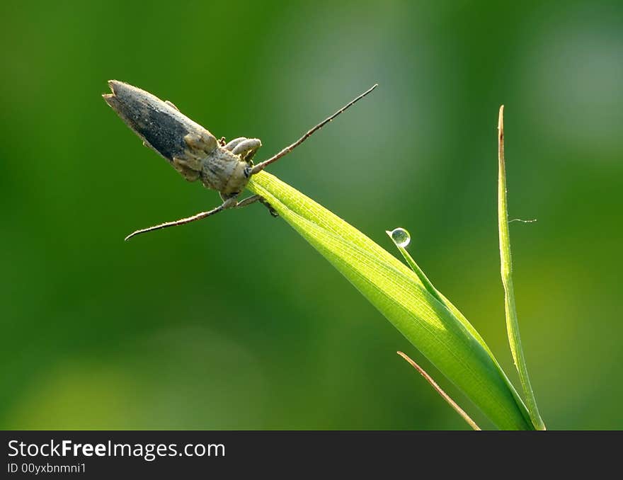 Furcation's lucky Ding ,Is actually the long-horned beetle.