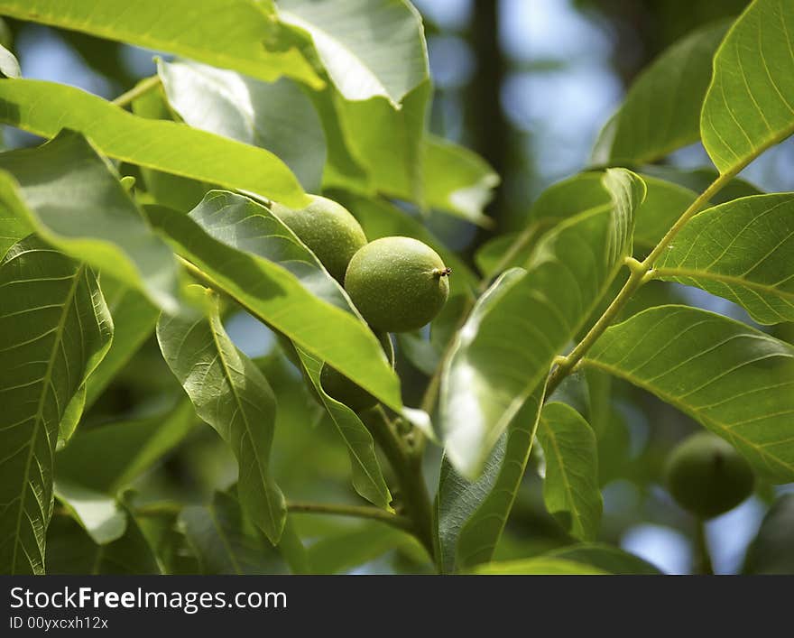 Green walnuts in the tree