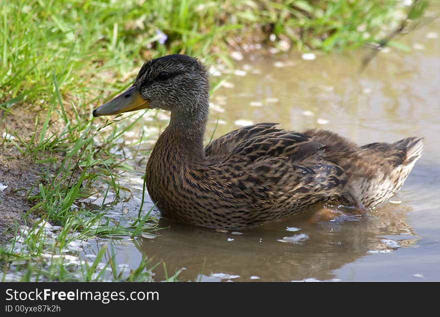 Juvenile Mallard