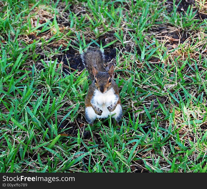 This adorable squirrel was very curious about the people around him, hoping they'd have some treat for him to eat. This adorable squirrel was very curious about the people around him, hoping they'd have some treat for him to eat.