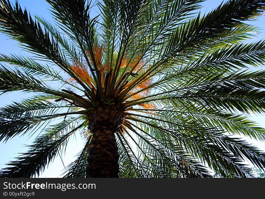 Palm Touching The Sky