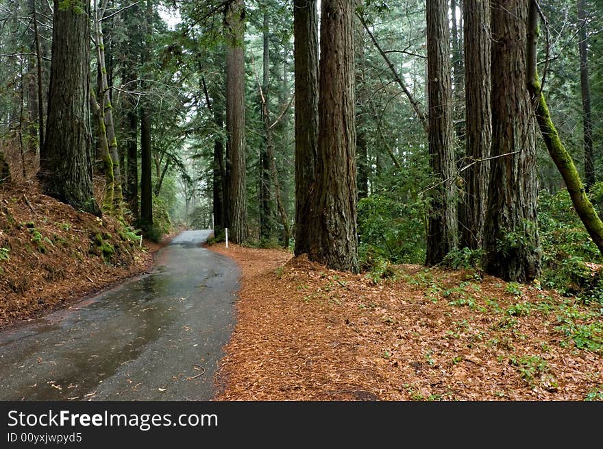 Road through the Redwoods