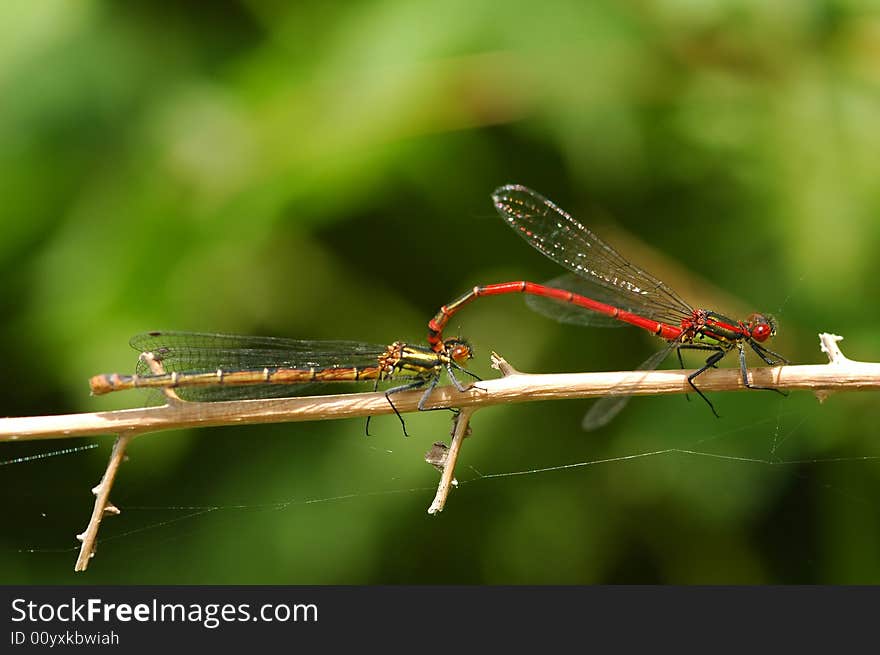 Nature close-up of damselflies mating. Nature close-up of damselflies mating