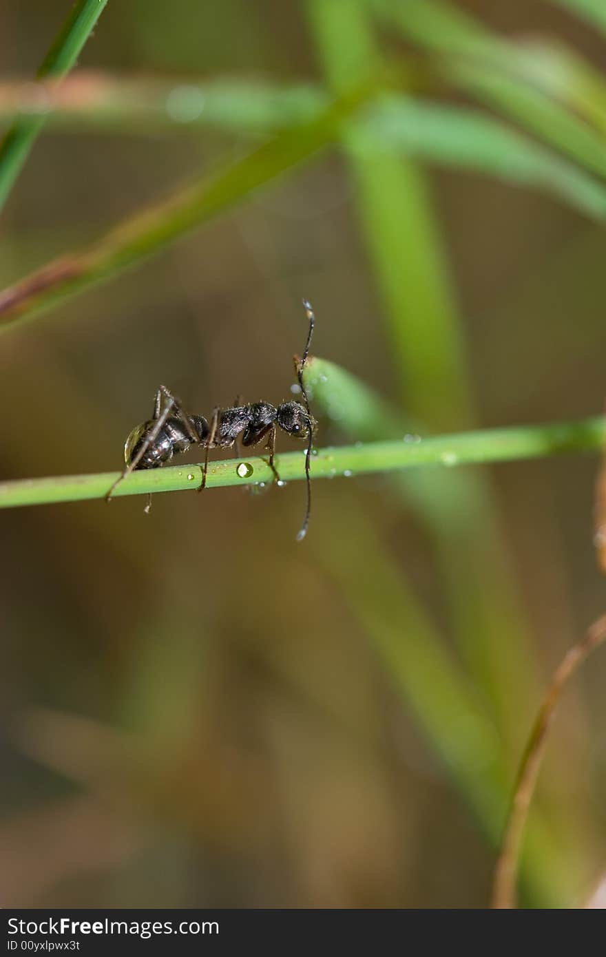 A black ant is creeping to look for safe place in the raining