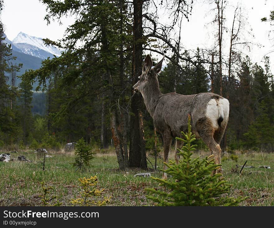 Beautiful deer gazing into the distance. Beautiful deer gazing into the distance.