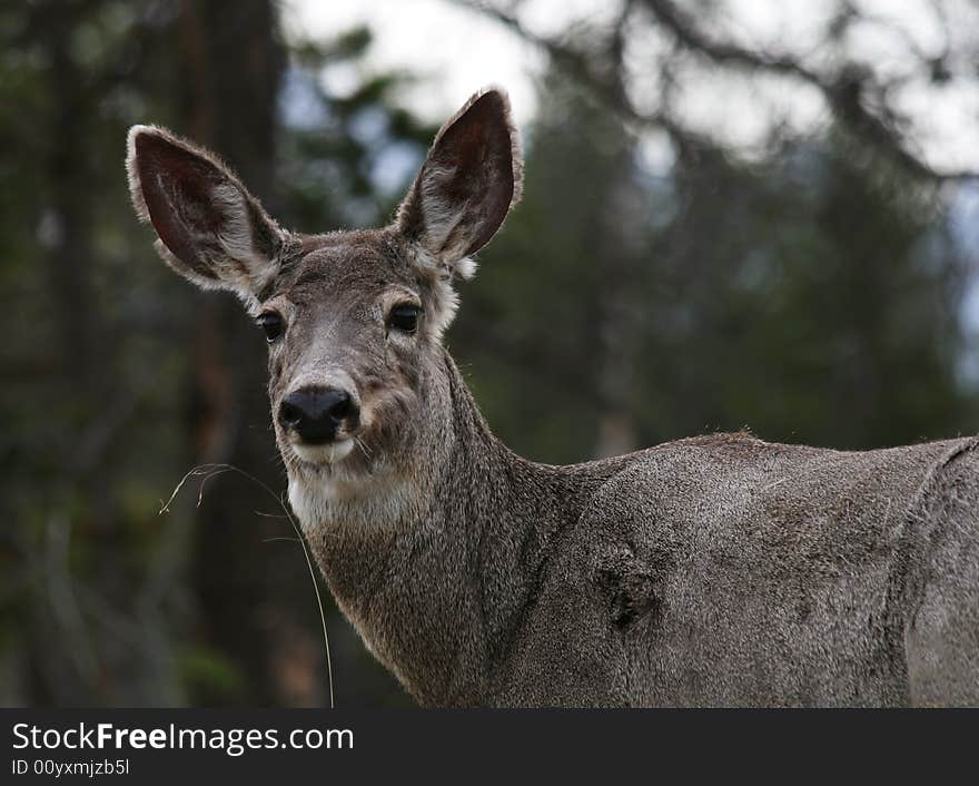 Mule Deer