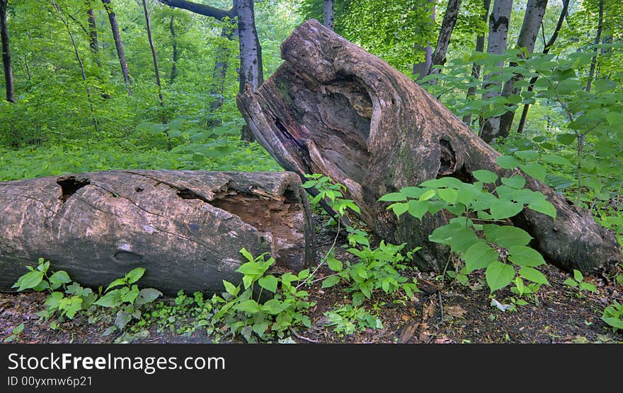 Rotting log in the North woods of Central Park in late spring