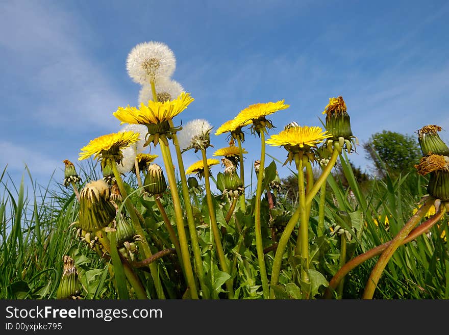 Yellow dandelion flowers in nature with blue sky in the background. Yellow dandelion flowers in nature with blue sky in the background.