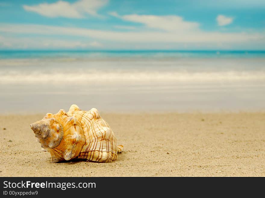 A conch shell on an exotic beach