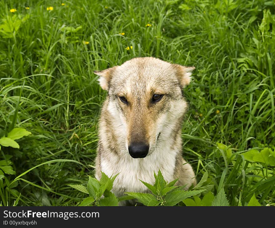 Dog in grass