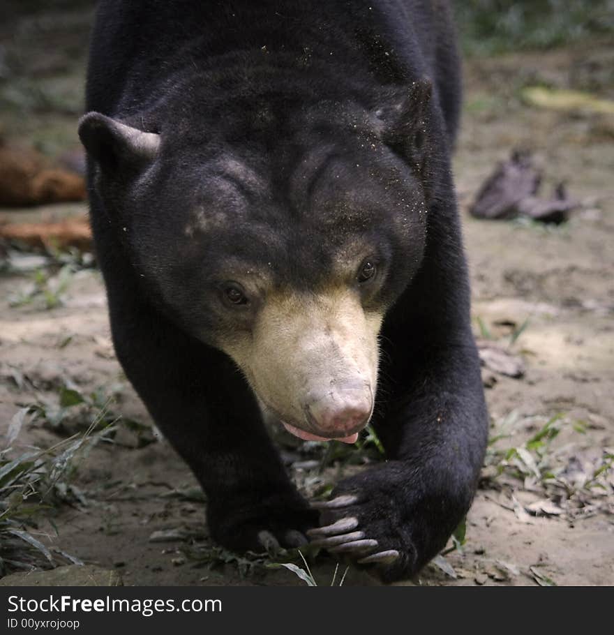 big black bear walking close up