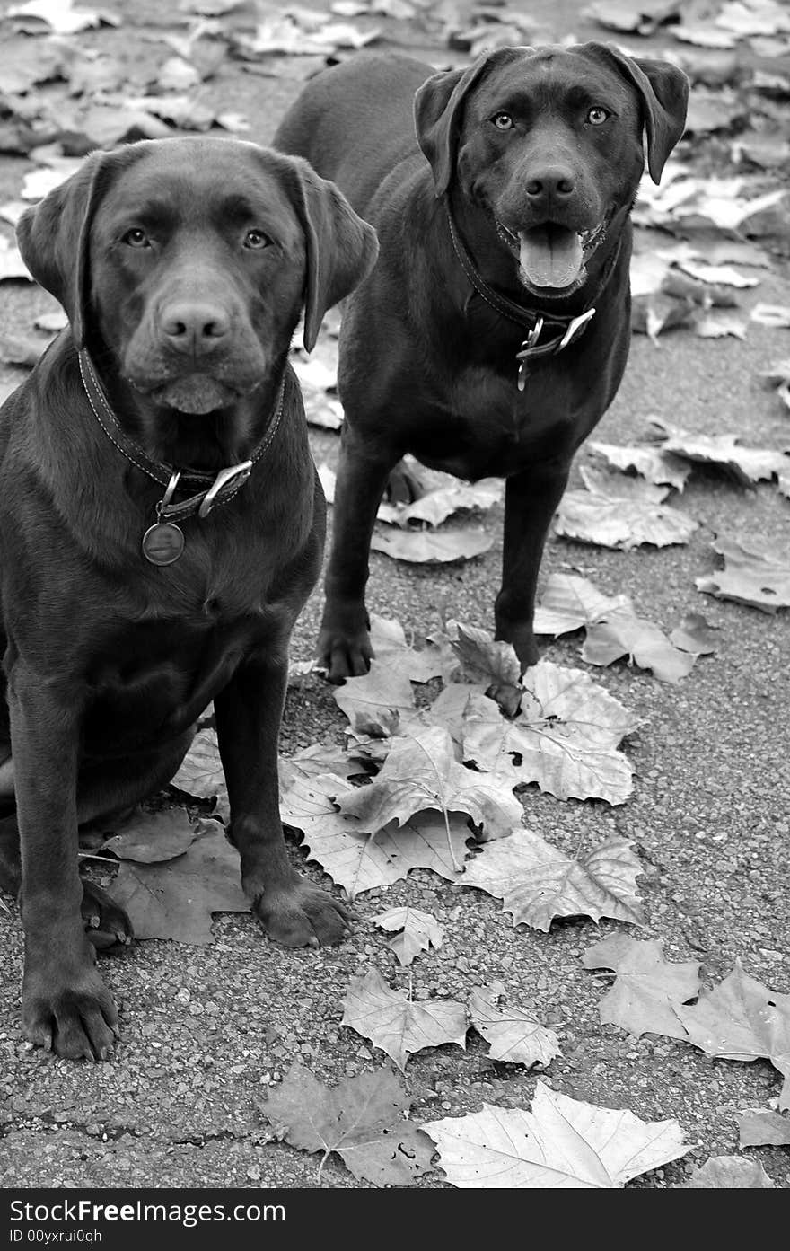 Image of 2 Labrador Retrievers. Image of 2 Labrador Retrievers.