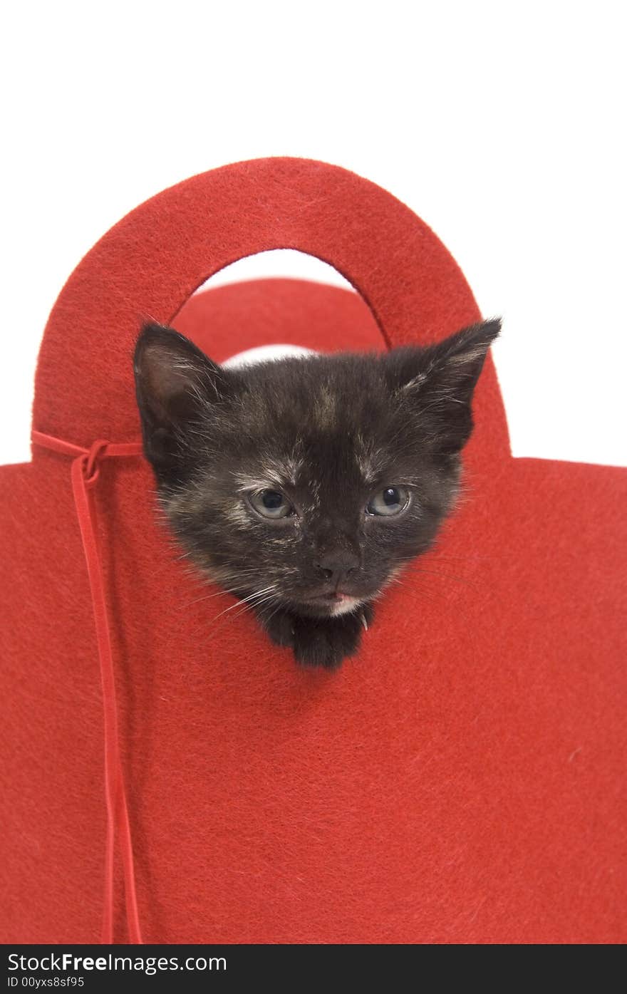 A kitten peeks over the top of a red bag on a white background. A kitten peeks over the top of a red bag on a white background