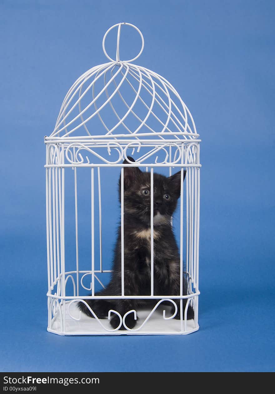 A black kitten sits inside of a white bird cage on a blue background. A black kitten sits inside of a white bird cage on a blue background