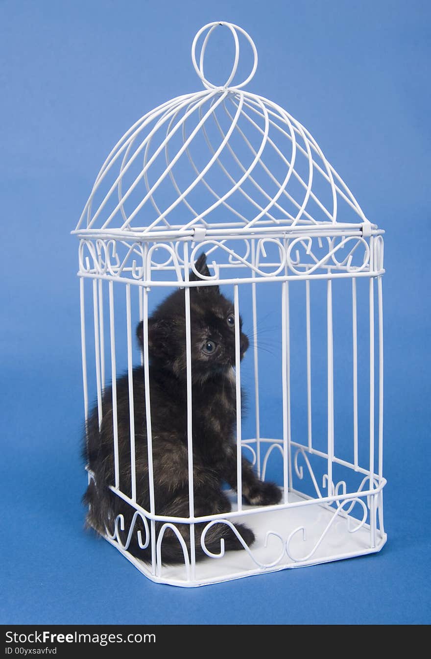 A black kitten sits inside of a white bird cage on a blue background. A black kitten sits inside of a white bird cage on a blue background