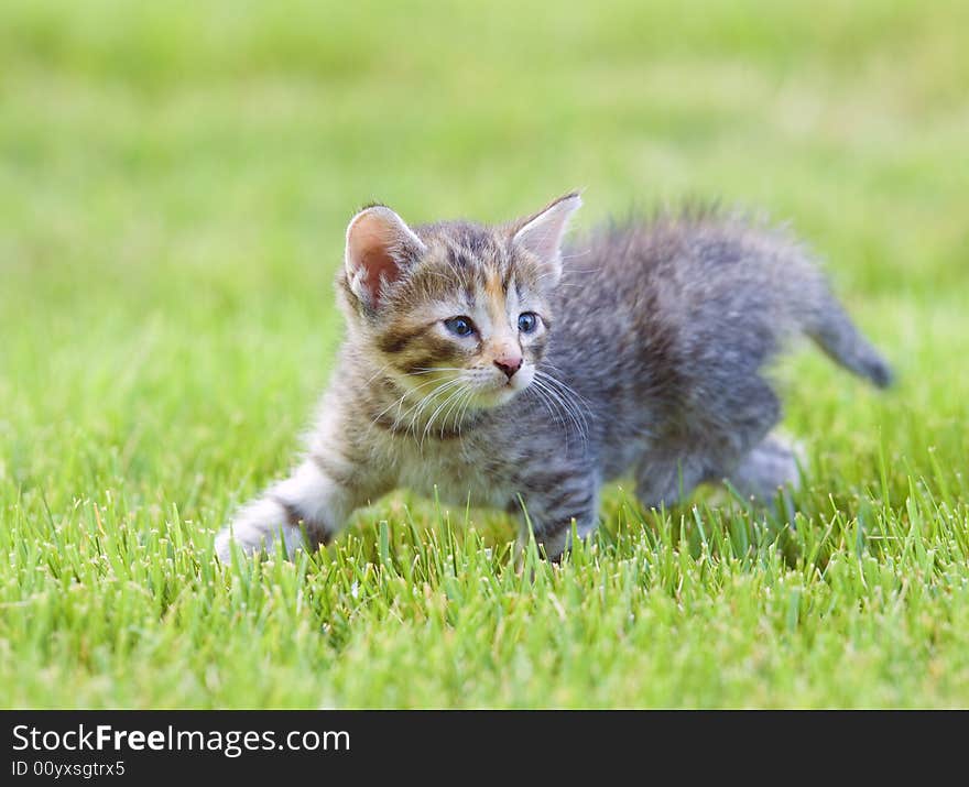 A kitten plays in the backyard of a home. A kitten plays in the backyard of a home.