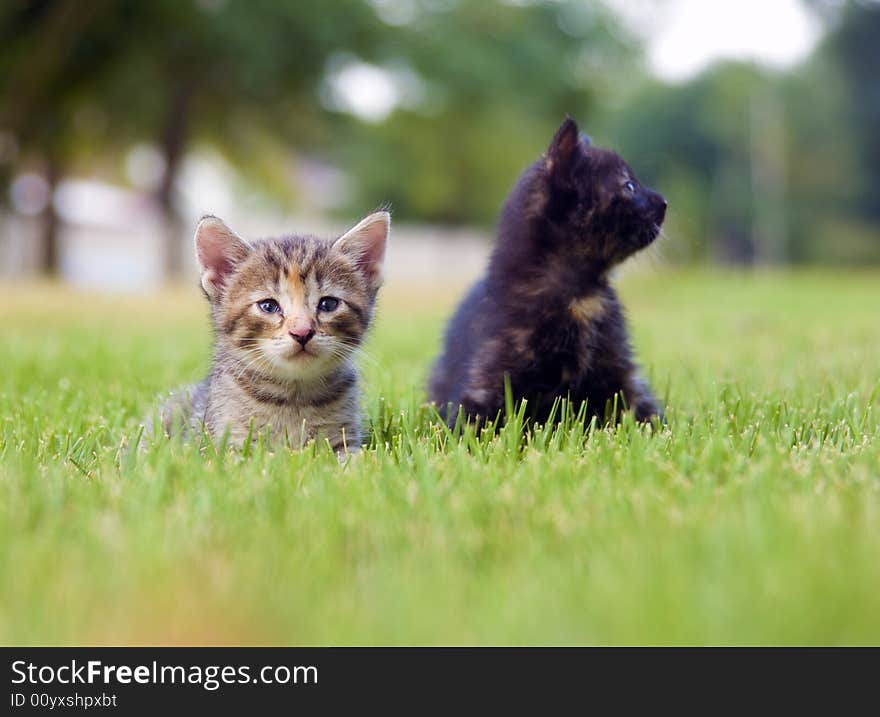 Kitten Playing In The Grass