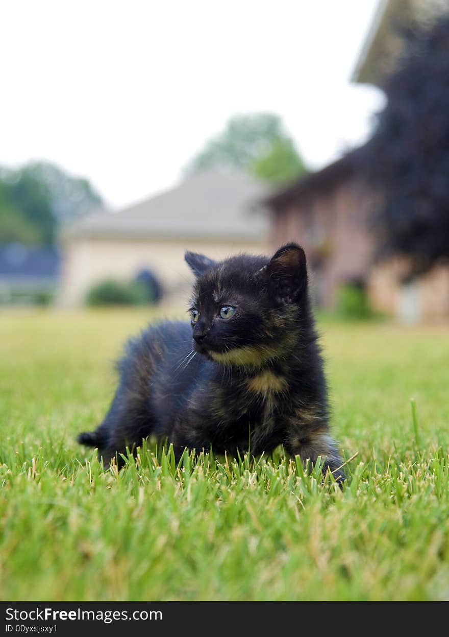 Kitten Playing In The Grass