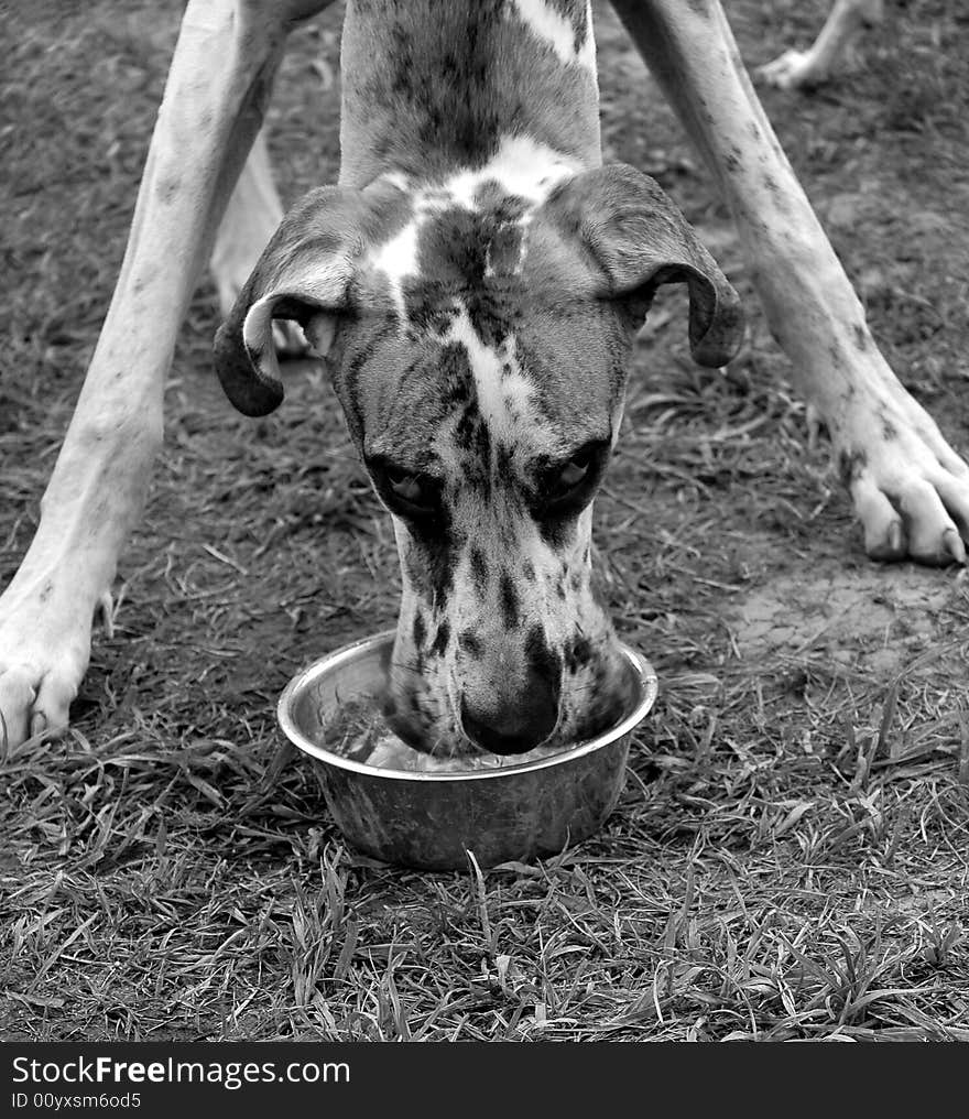 A portrait of a Great Dane drinking. A portrait of a Great Dane drinking.