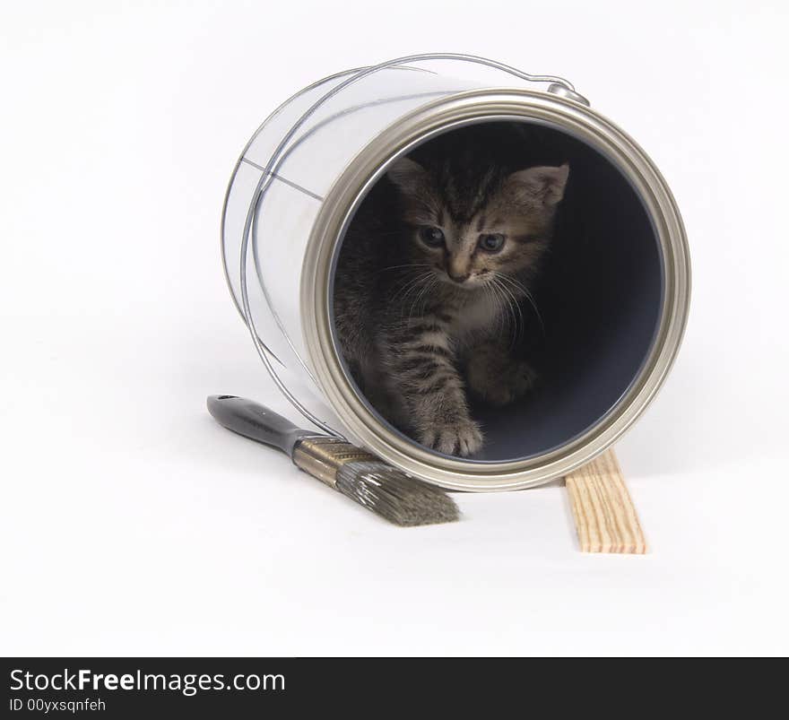 A tabby kiten explores an empty paint can on white background. A tabby kiten explores an empty paint can on white background