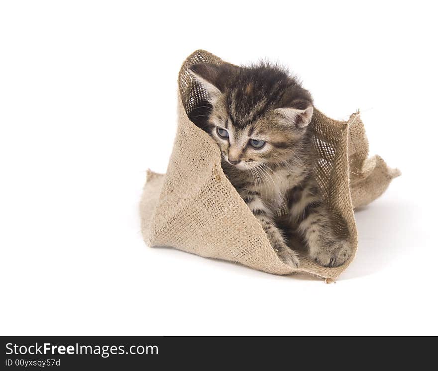 A tabby kitten hides inside of a small bag on white background. A tabby kitten hides inside of a small bag on white background