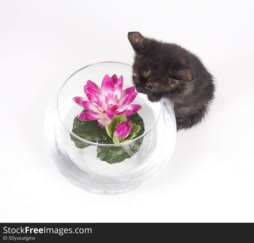 A kitten  investigate a decorative vase filled with water one a white background. One in a series. A kitten  investigate a decorative vase filled with water one a white background. One in a series.