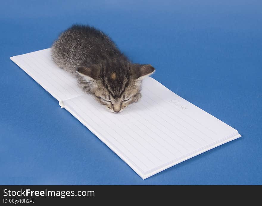 A kitten sits next to a white, wedding guest book on a blue background. A kitten sits next to a white, wedding guest book on a blue background