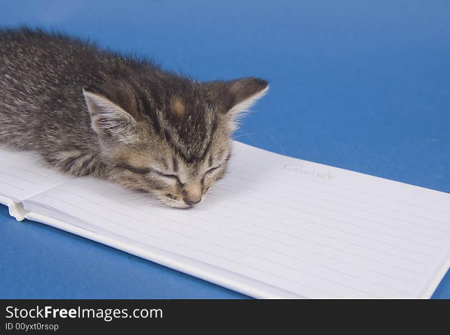 A kitten sits next to a white, wedding guest book on a blue background. A kitten sits next to a white, wedding guest book on a blue background