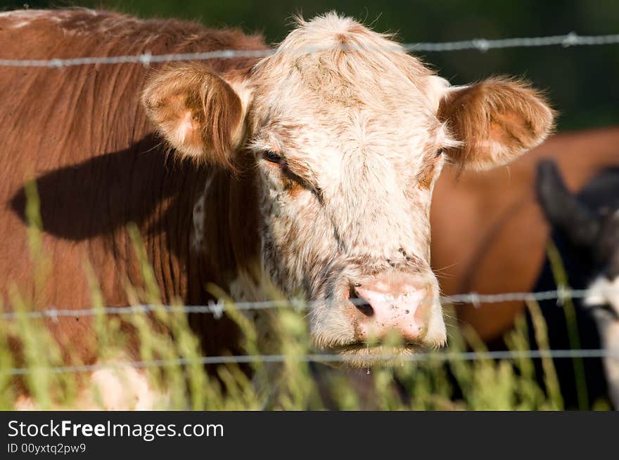 Cow And Barbed Wire