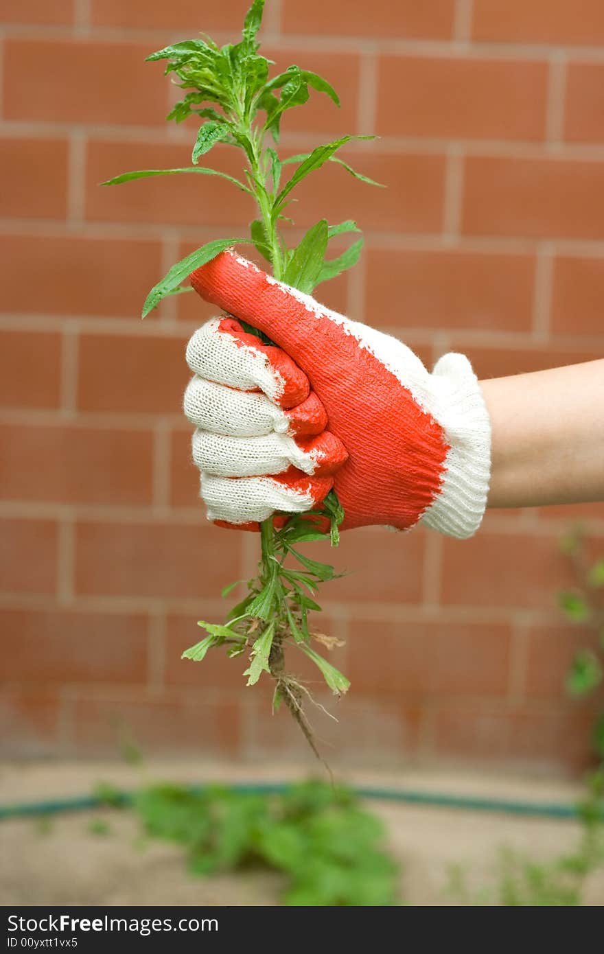 Woman works in her garden. Woman works in her garden