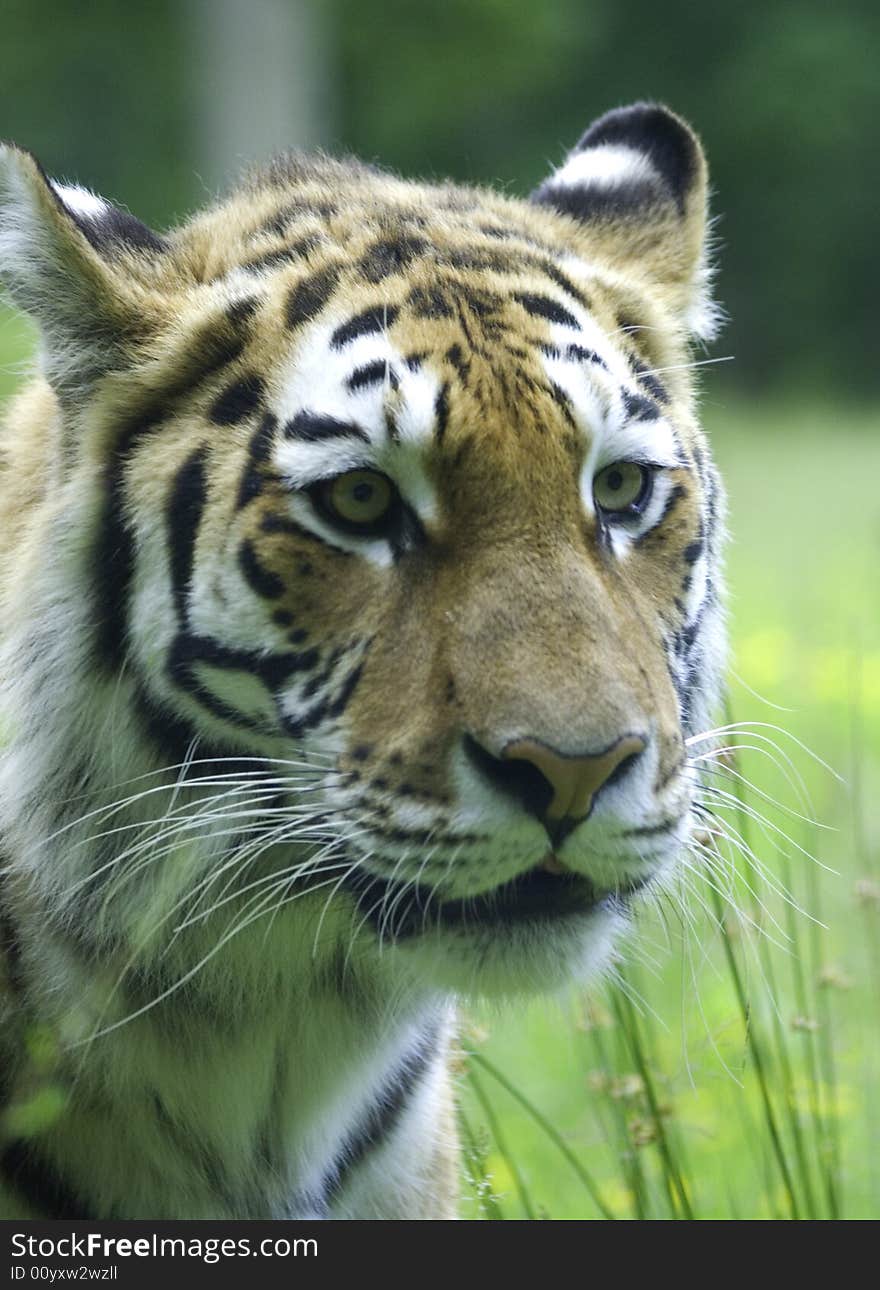 Portrait of a tiger at the zoo