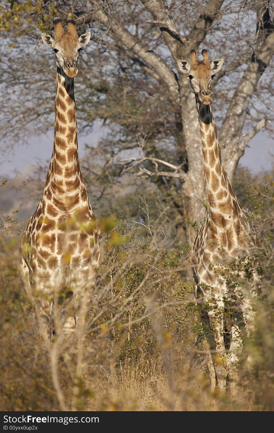 A pair of juvenile giraffes stand alert in thorny bushveld in the late afternoon sunshine. A pair of juvenile giraffes stand alert in thorny bushveld in the late afternoon sunshine.