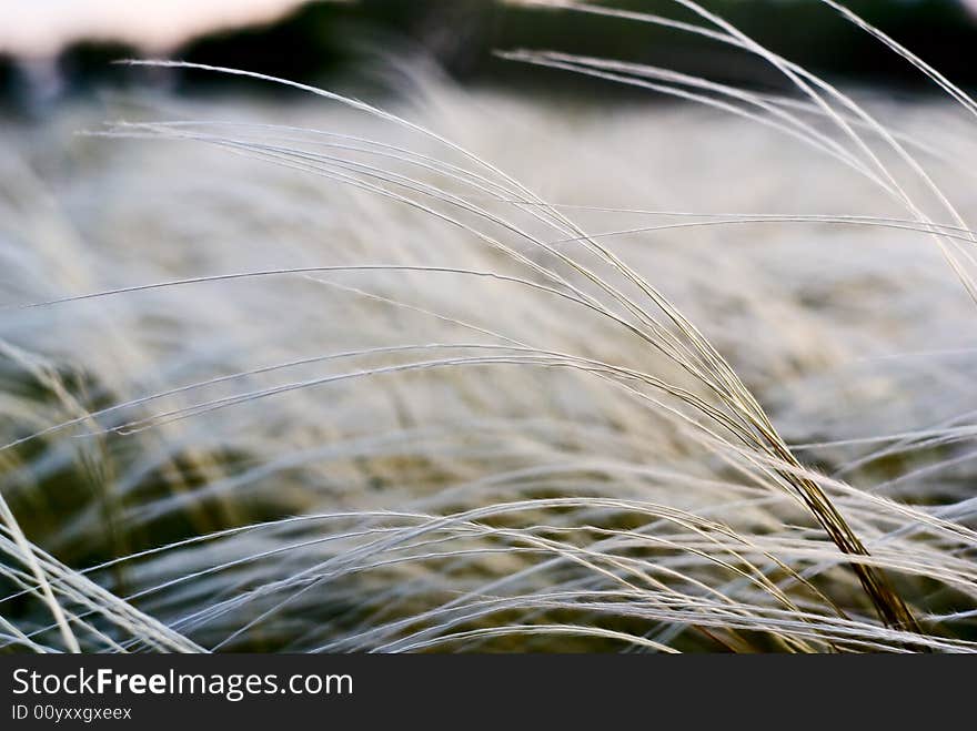 Feather Grass