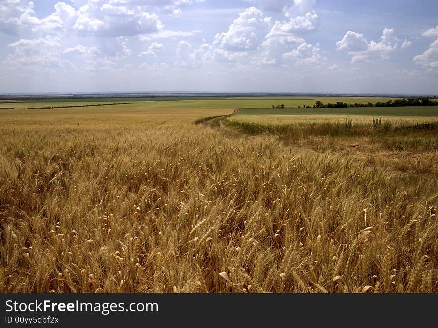 Field of mature wheat