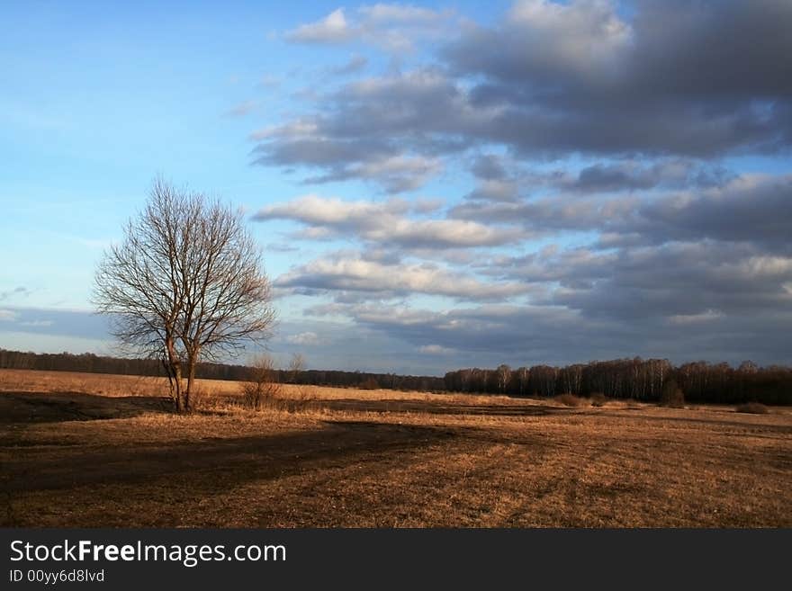 A tree, standing by the country road, clouds on the sky. A tree, standing by the country road, clouds on the sky