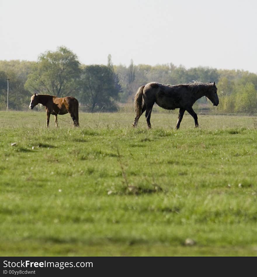 Horses on the meadow