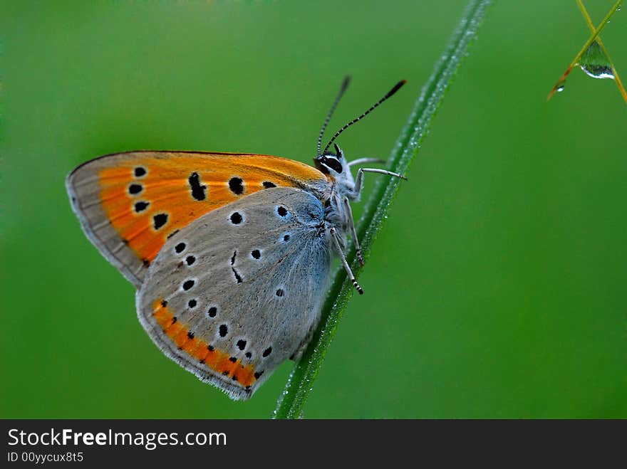 The butterfly creeps to a droplet. The butterfly creeps to a droplet