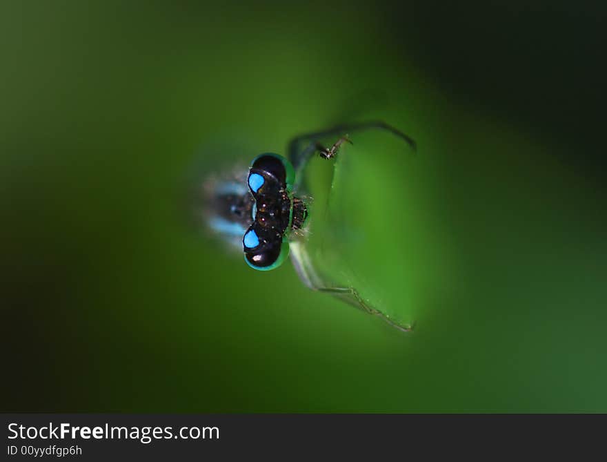 The dragonfly keeps for a grass. The dragonfly keeps for a grass