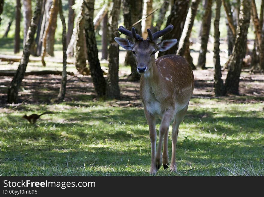 Fallow deer walking in the forest with a squirrel passing by in the bakground.