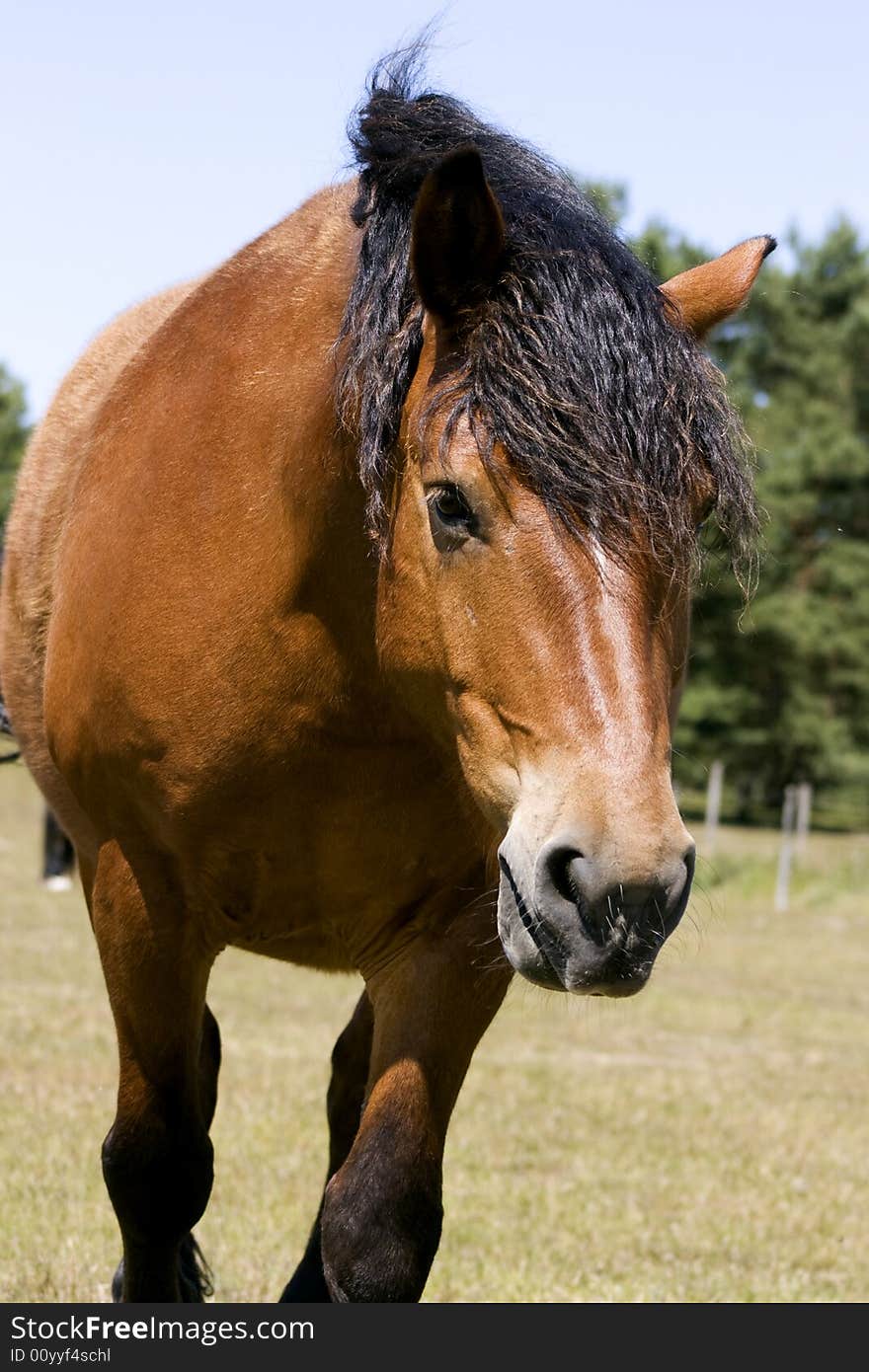 Horse walking towards the camera.