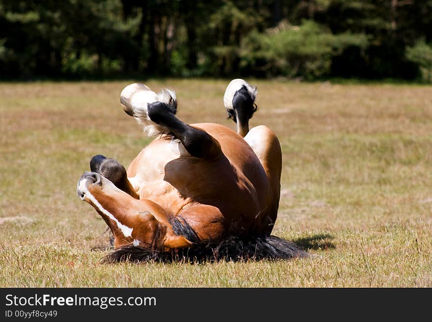 Brown horse lying on it's back.