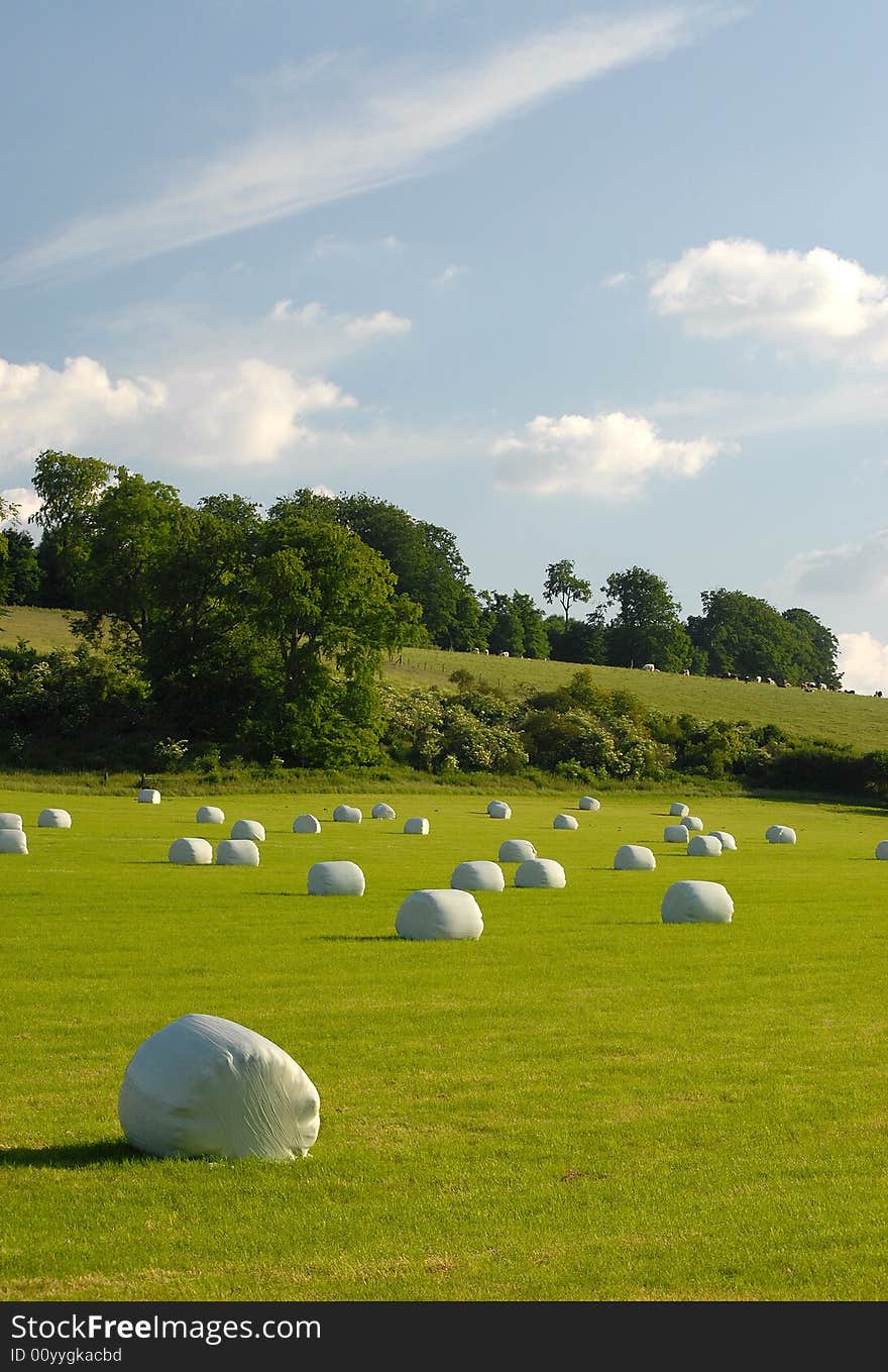 Field and blue sky