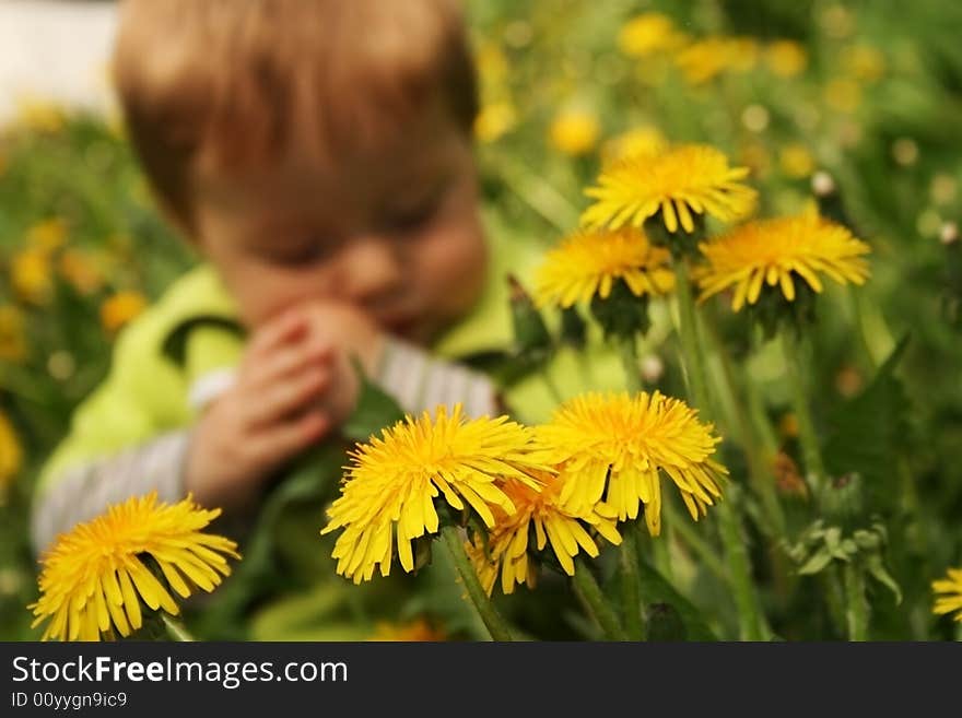 Child with the bouquet of dandelions in the hands. Child with the bouquet of dandelions in the hands